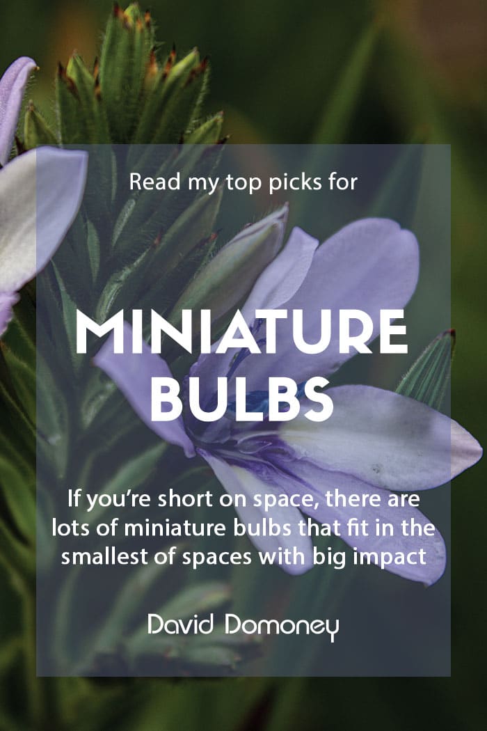 miniature bulbs for spring and summer feature