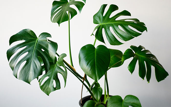 How to repot your Monstera plant and other helpful tips