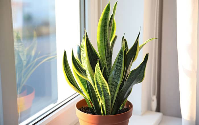 Snake plant 'Dracaena trifasciata'