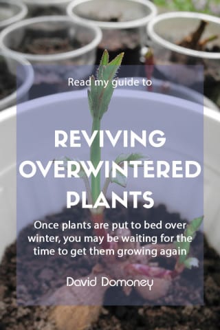 reviving overwintered plants feature