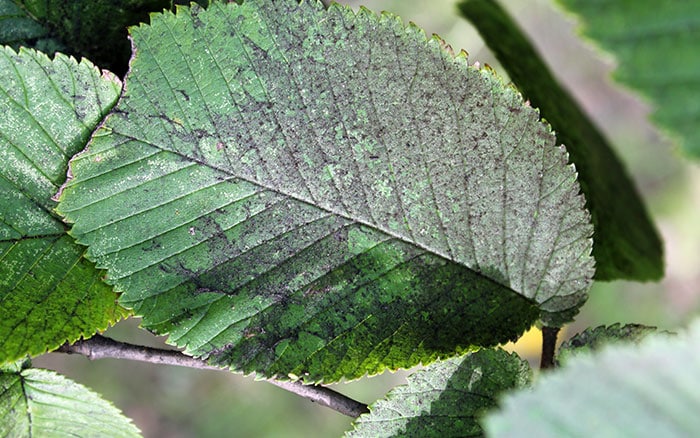 Sooty mould on wych elm