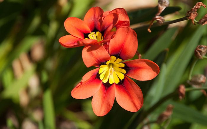 Sparaxis tricolor harlequin flower