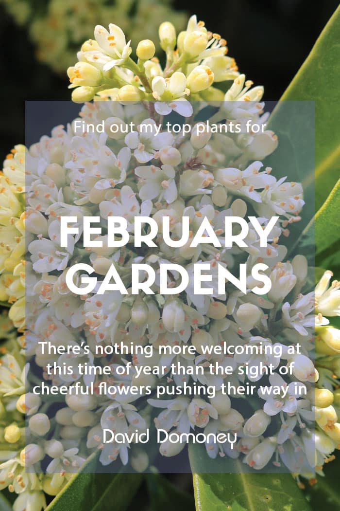 top 10 plants for february gardens