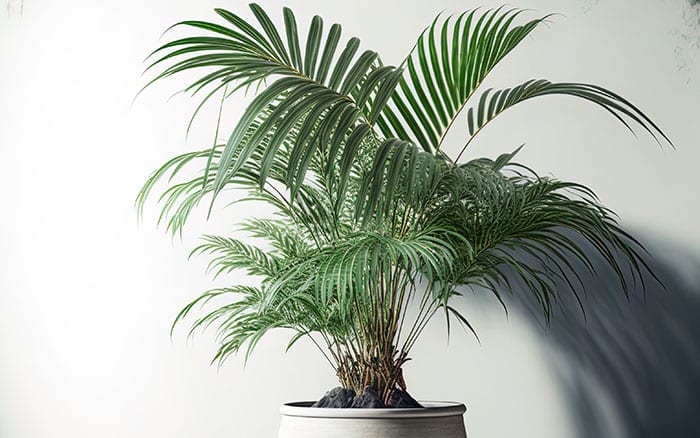 Areca palm