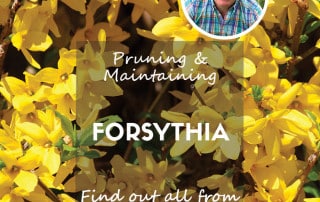 Forsythia feature