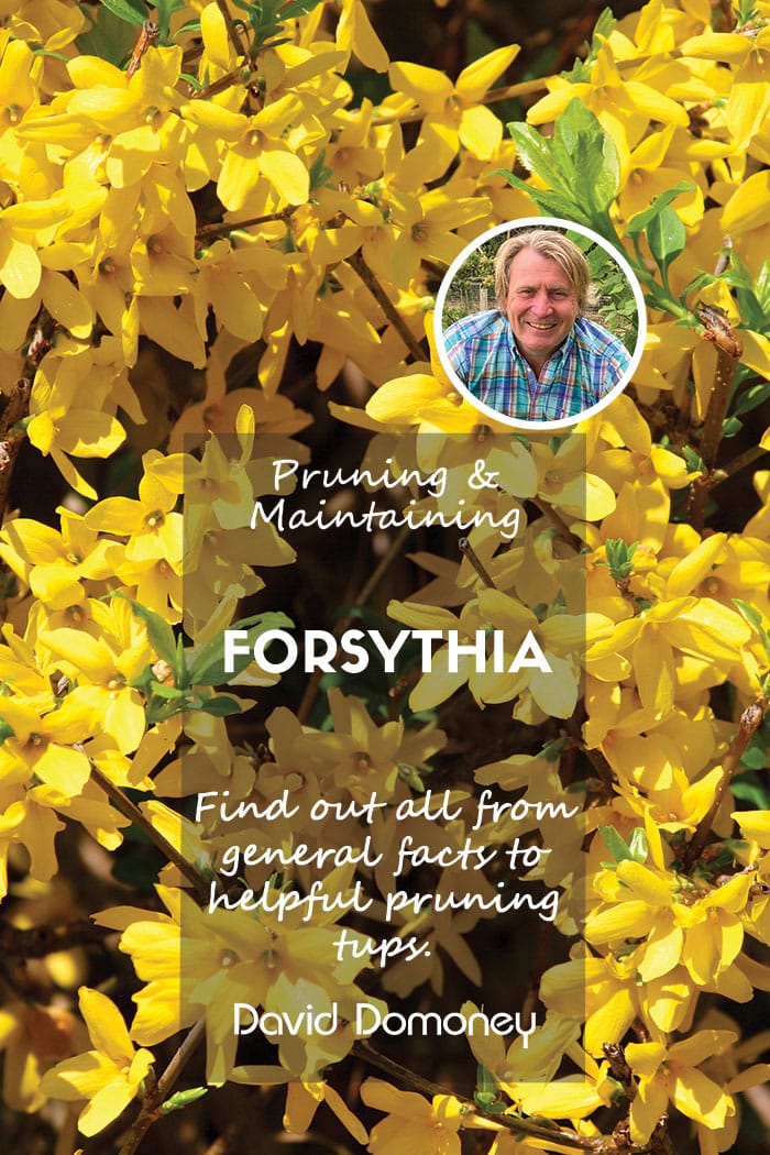 Forsythia feature