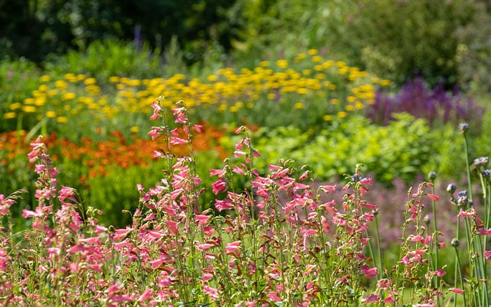 How to plant a Prairie Garden - David Domoney