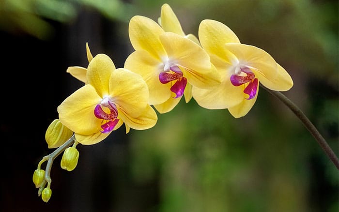 moth orchid