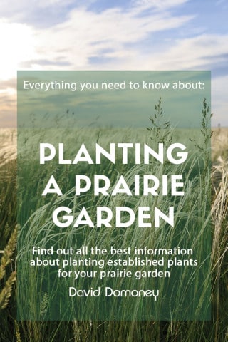 how to plant a prairie garden feature