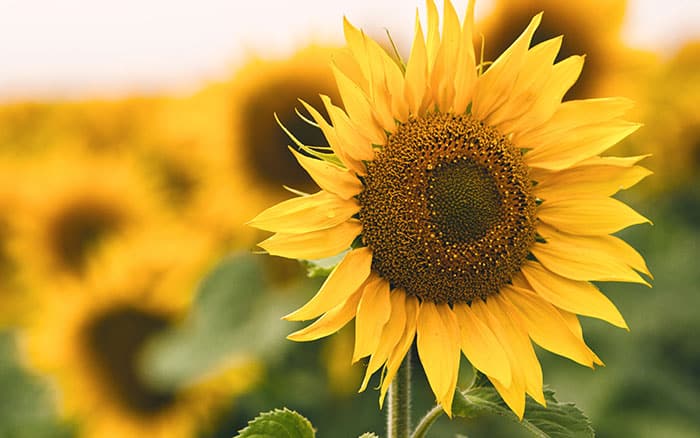 Bees-on-sunflower