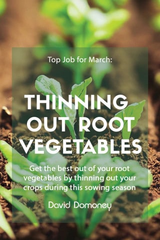 top job march 2023 thinning out root vegetables