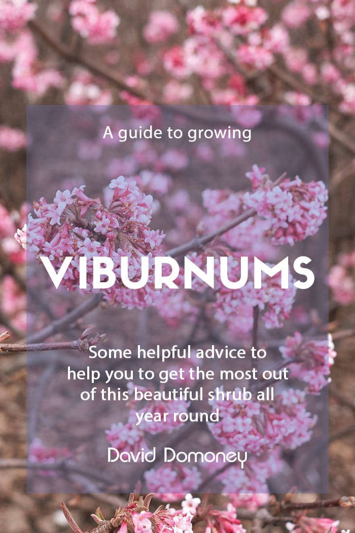 how to grow viburnum feature