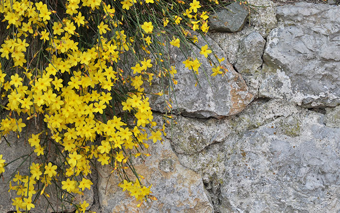 Wall forsythia