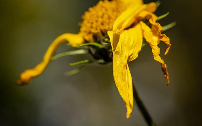 Dying forsythia