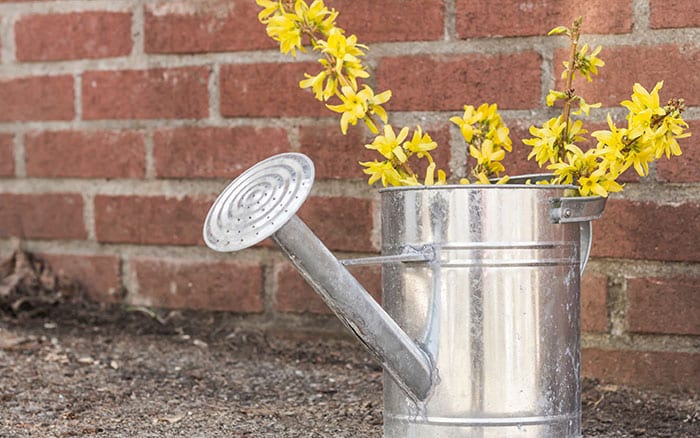 forsythia in watering can