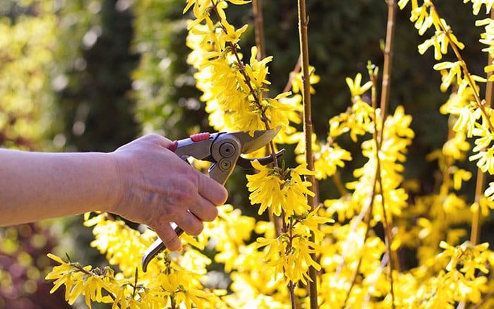 Hand pruning forsythia