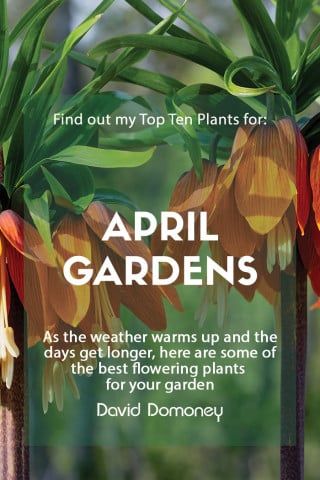 April 2023 feature top ten plants