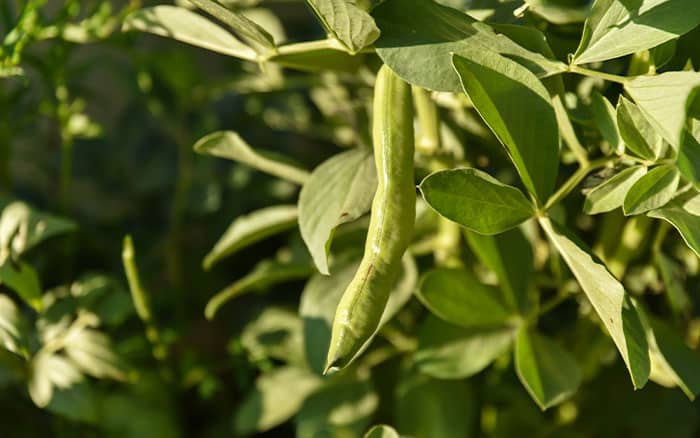 broad bean plant