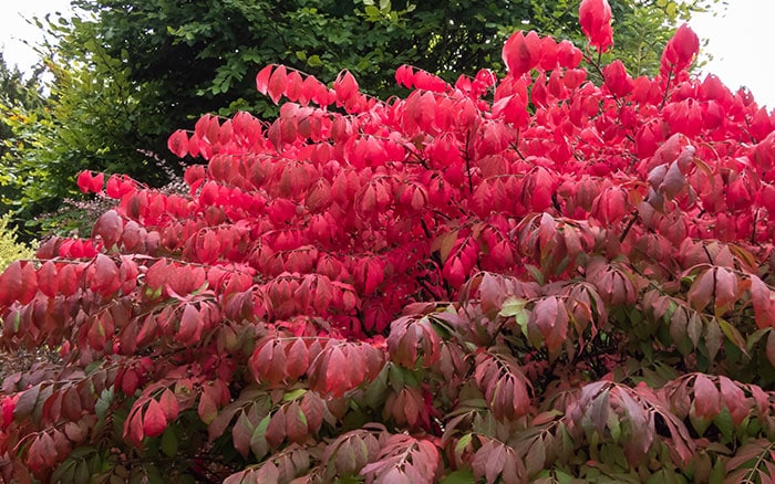 Euonymus alatus compactus