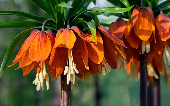 Fritillaria imperialis