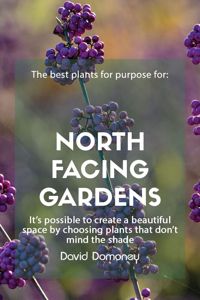 plants for north facing gardens