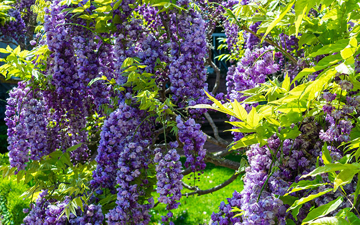 Wysteria frutescens 'Amethyst falls' Wysteria