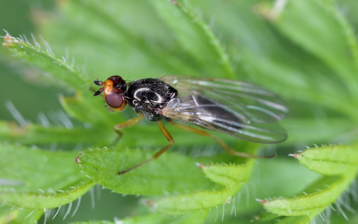 Carrot Root Fly