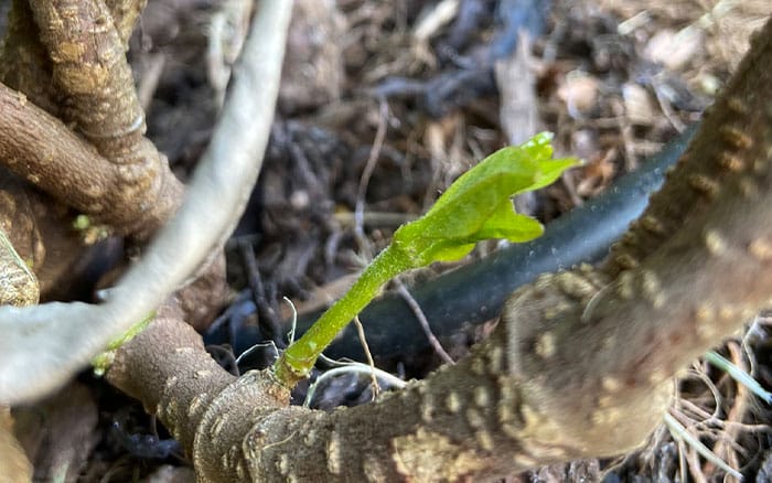 Green shoot emerging from a stem