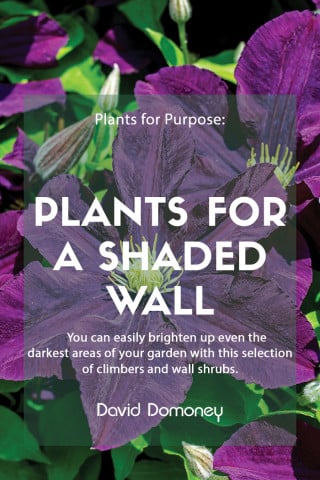 plants for purpose plants for a shaded wall