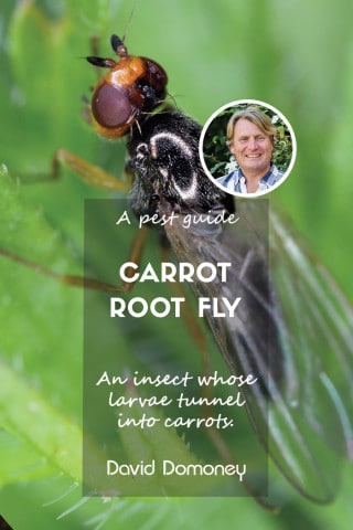 Carrot Fly