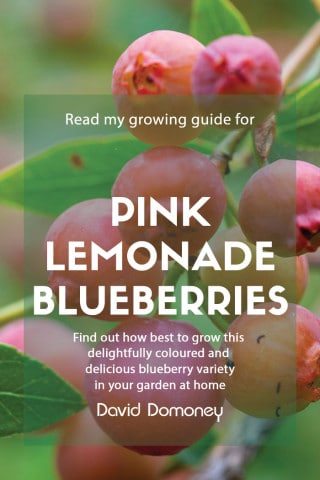 pink lemonade blueberries