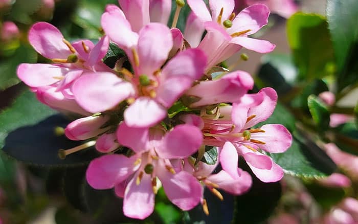 Top ten plants for July gardens 2023 - David Domoney