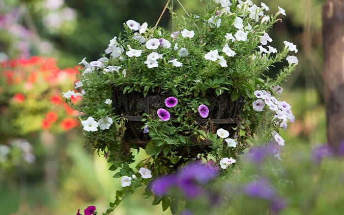 How to water hanging baskets easily - David Domoney