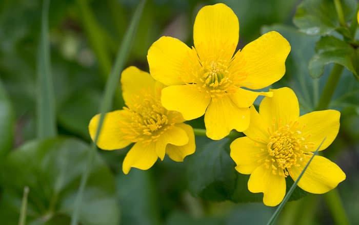 Marsh marigold image of the flowers