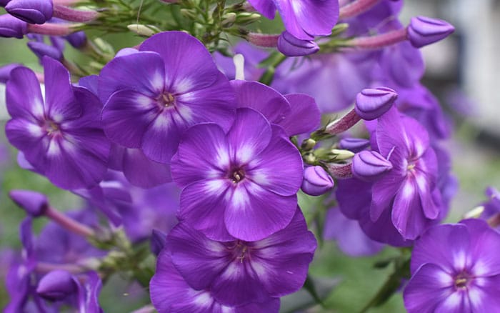 Phlox paniculata sweet summer surprise