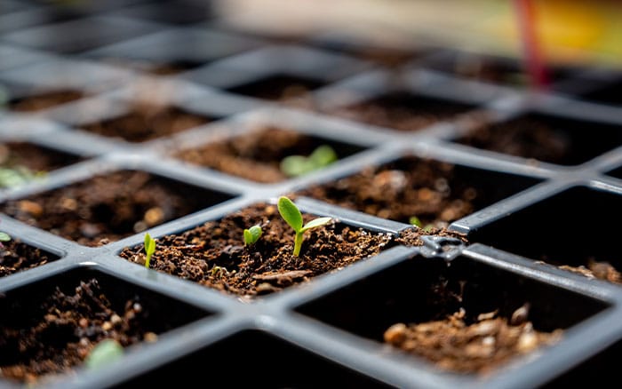 Seeds sown in trays