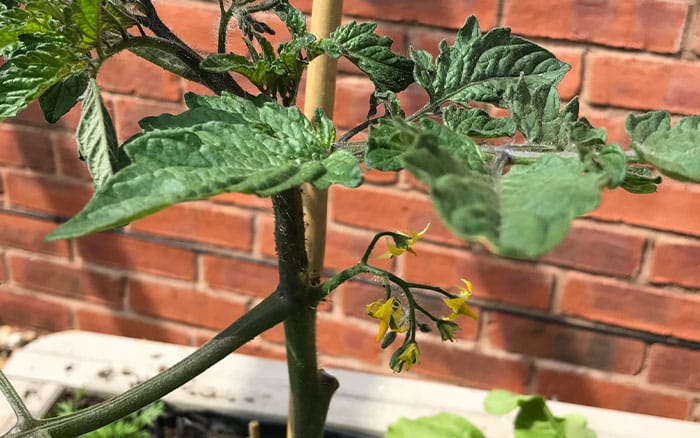 How to keep your tomato plant healthy - David Domoney