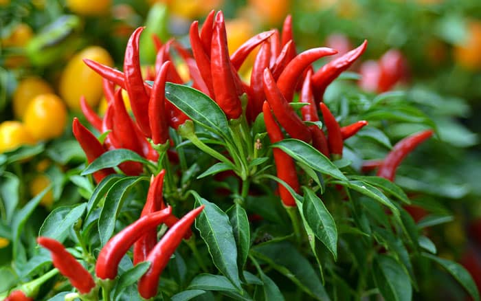 Chilli plant with ripe fruit