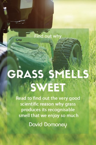 grass smells sweet feature