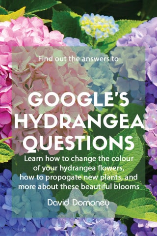 feature google questions hydrangea