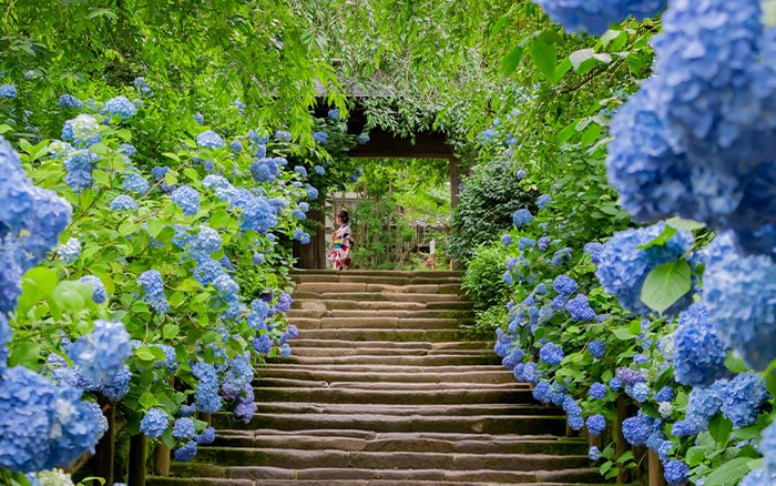 Hydrangeas in their native Japan