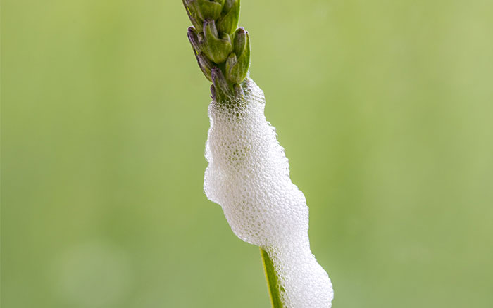 lavender foam froghopper