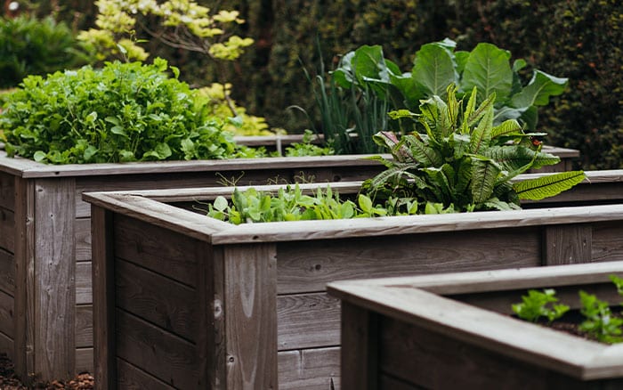 Raised beds