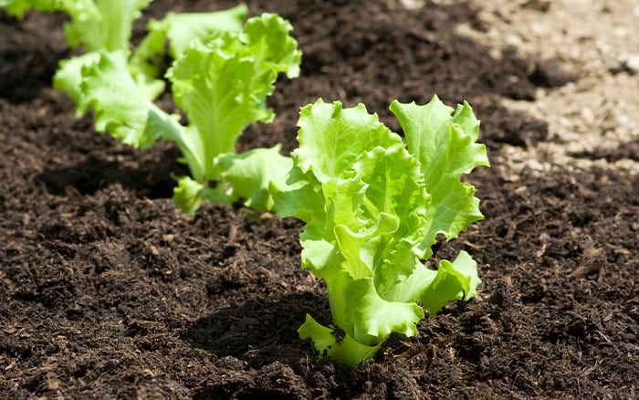 Salad Leaves Growing