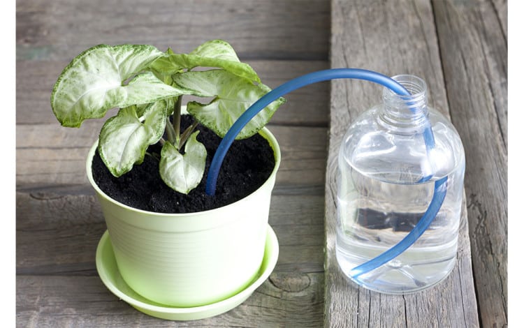 How to Keep Your Plants Watered Whilst You&rsquo;re on Holiday -