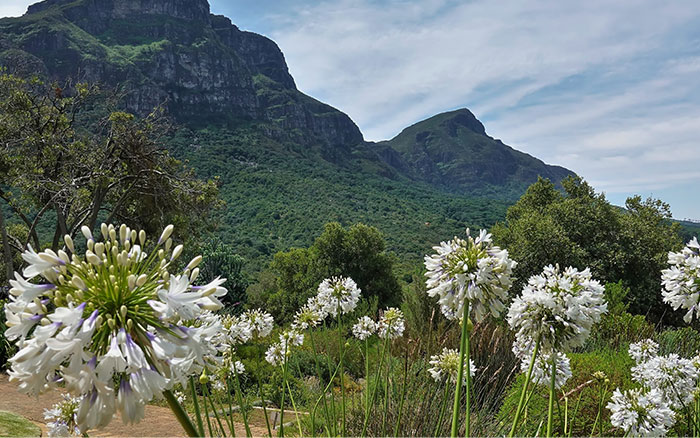 Agapanthus (African Lily) growing near Cape Town in South Africa