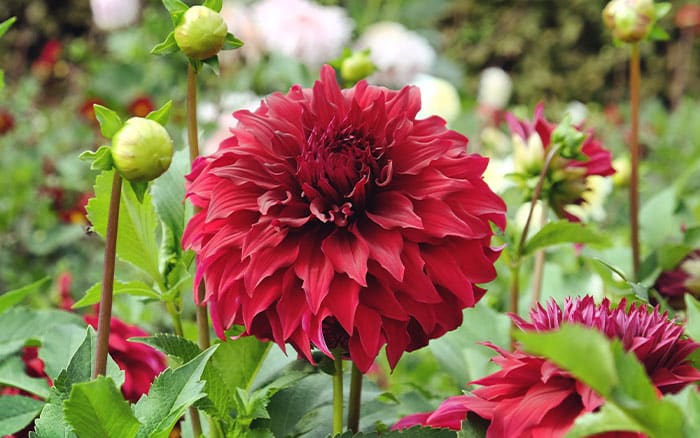 dahlia 'spartacus'