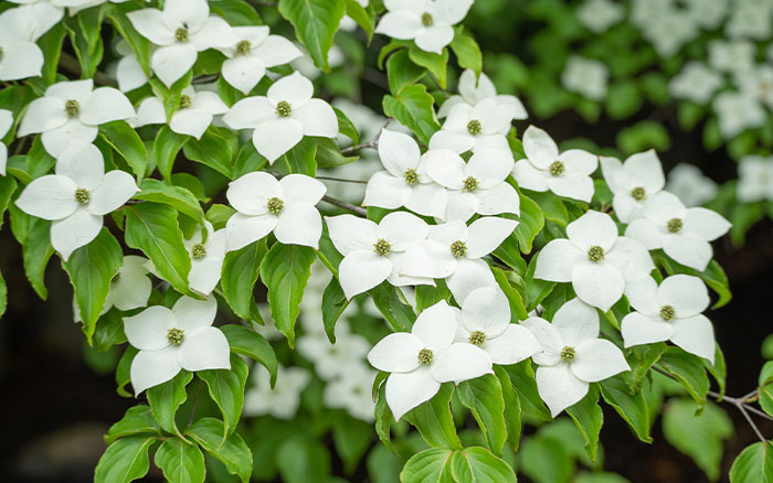 kousa dogwood