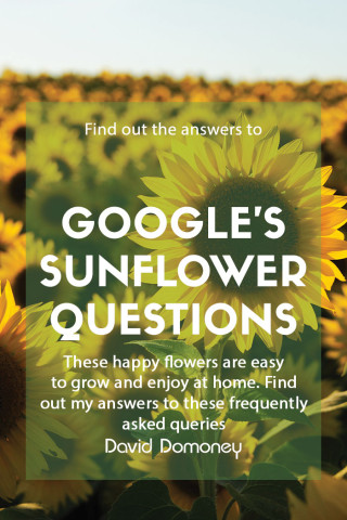 feature sunflower questions about