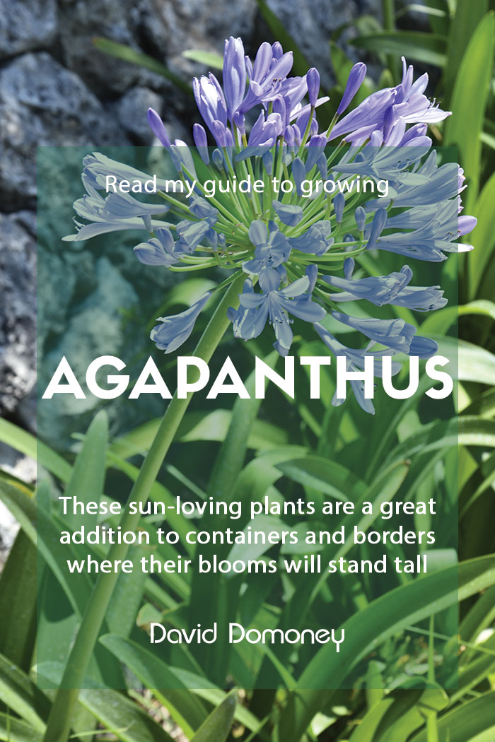 Agapanthus